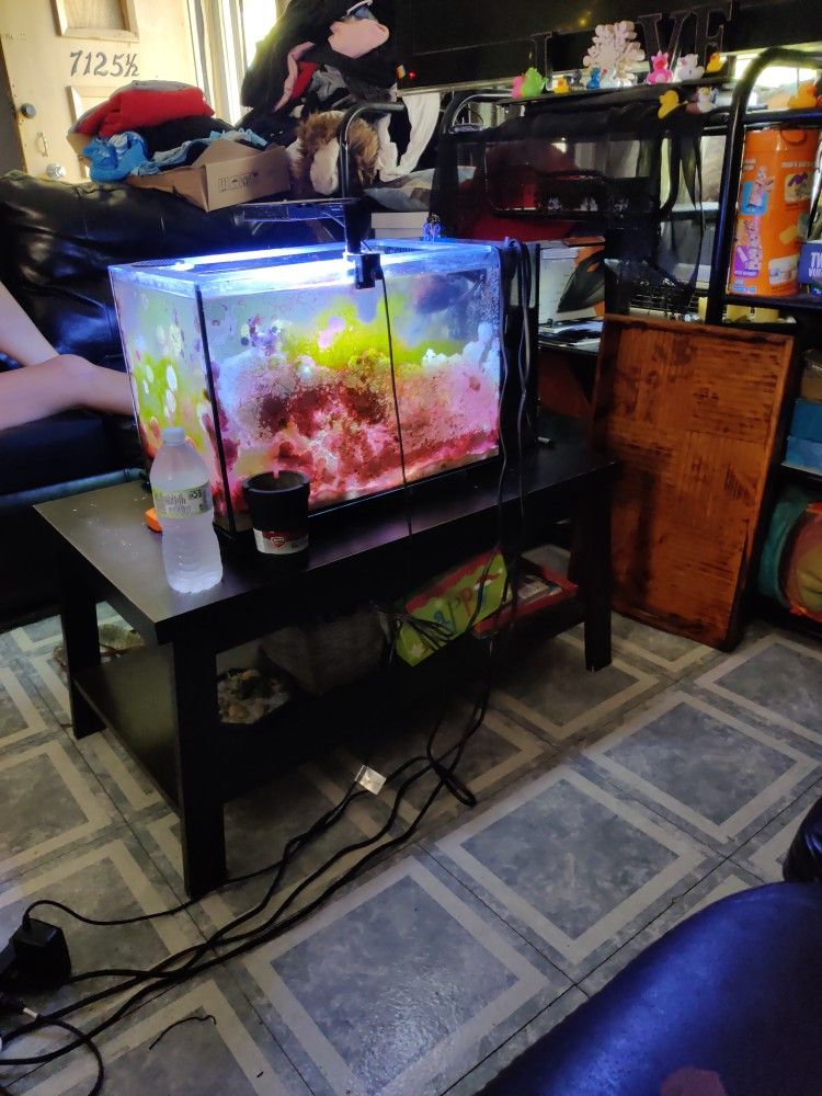 Fish Tank 