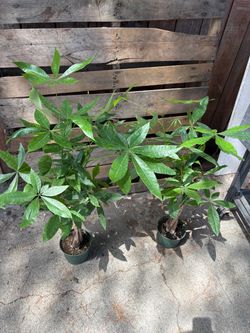 Money Tree 2ft (Indoor Plant)