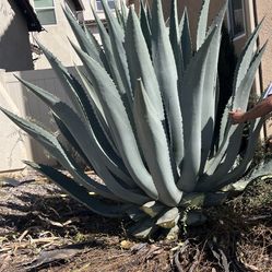 6 Feet Agave Plant For Sale . We Can Deliver