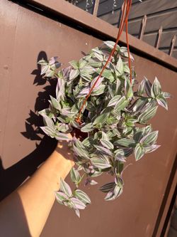 6” tradescantia lavender