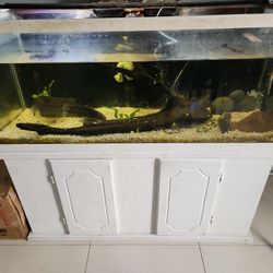 75gallon Fish Tank / Driftwood