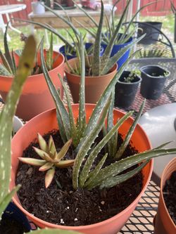 Potted Plants, Aloe Vera