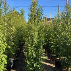 Privacy Hedge Plants