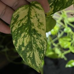 Epipremnum Pinnatum Yellow Flame  Variegata  Plant Cutting ( Pls Read Description Below)