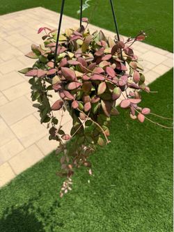 Hoya Sunstress Burtonaie