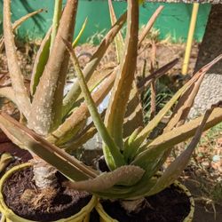 Aloe Vera Plants🪴🌴🪴🌴 starting at 5.00