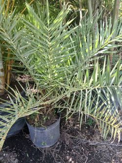 Sylvester Palm Sale! 7gl $55