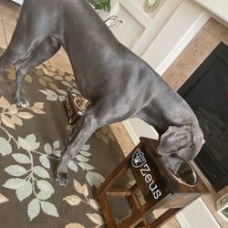 Tall Great Dane Doggy Bowl 
