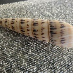 Beautiful Shell Home Decor 