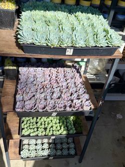 Plants (2”pot, 4” & 6” 🪴 Succulents $1 to $5 )
