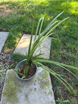 Plant sale