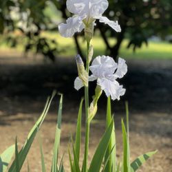 Pale Purple Bearded Iris Rhizomes In 4-gallon Nursery Pots