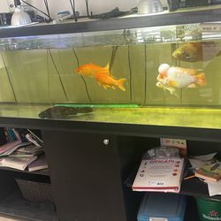 135g Fish Tank For Sale 