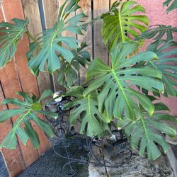 Monstera Grande Hermosa 
