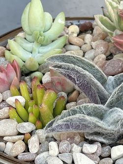 Succulent