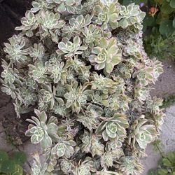 Crested Aeonium Sunburst Succulent