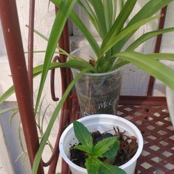 Little Plants