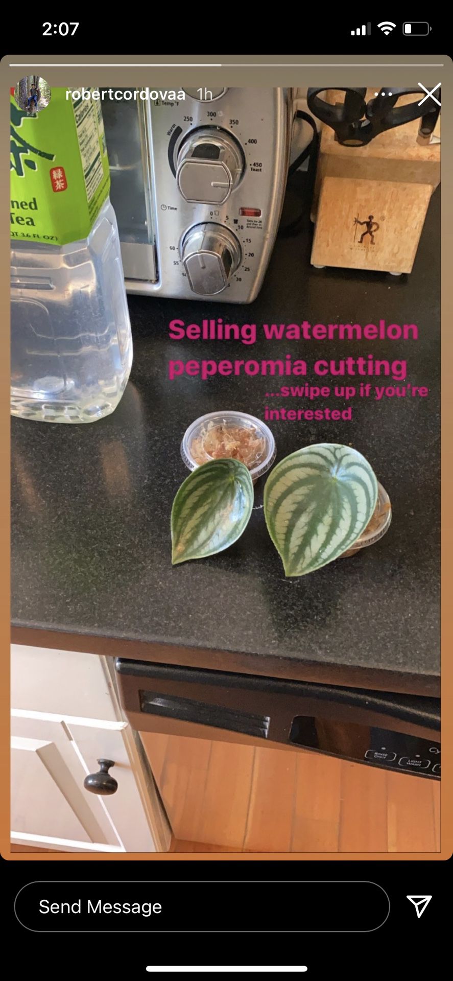 2 Peperomia Watermelon Leaves