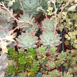 Succulents Plant.
