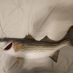 *** TAXIDERMY FISH ***