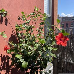 Big Hibiscus Tree
