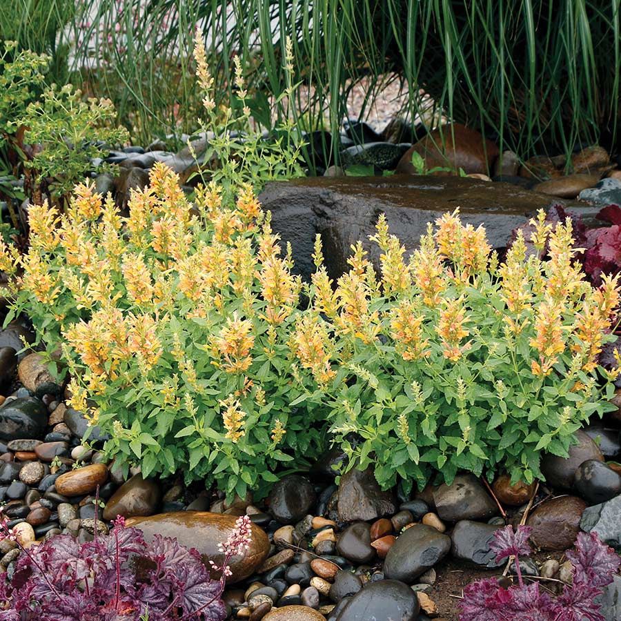 ‘Sandstone yellow’ Agastache Perennial Plants
