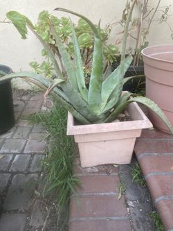 Aloe Vera