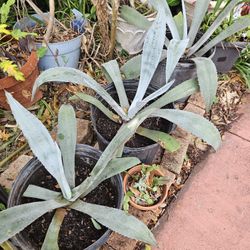 Blue Agave