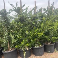Legastrum Waxleaf Privits 25 gallon