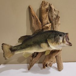 Taxidermy 18" Largemouth Bass Fish Mount Driftwood Display Cabin Decor