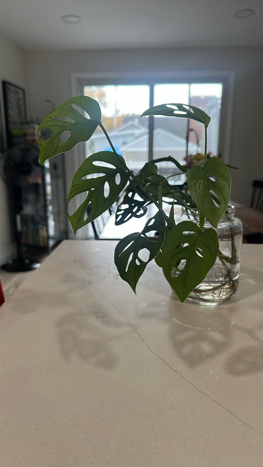 Monstera Adansoni/ Swiss Cheese Plant