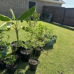 Avocado,mango,lime,chile pequin Etc 