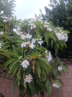 Plumeria branches white and yellow flowers
