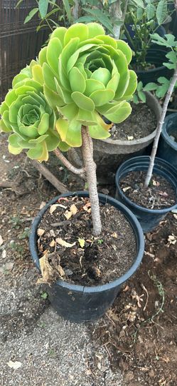 Succulent