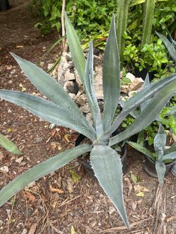 Blue agave 5 gal. $10