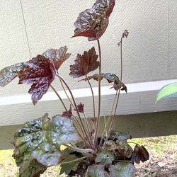 Heuchera, Coral Bells “Evergreen” Perennial Plant Has Beautiful Foliage. 