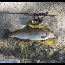 Daiwa SS2 Tournament 1500 Trout Ultralight Reel.