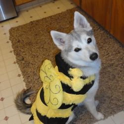 costume dogs not included