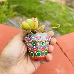 Succulent giveaway 1 piece
