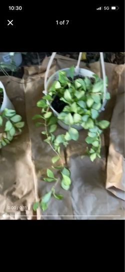 Specialty***Full/lush/trailing Hoya Heuschkeliana Variegated (6” pot); pet safe 95820