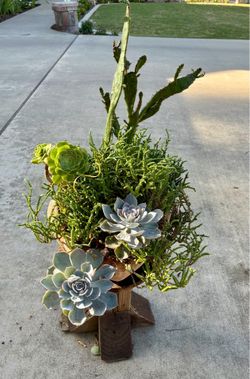 ✨Beautiful Succulent Arrangement🌵🧡