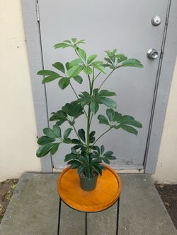 Schefflera Arbicola Umbrella Tree House Plant 4” Pot