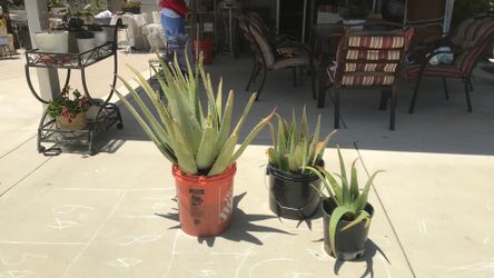 Sabina planta and sabila en pencas. Small $5. Pencas $0.50 each.