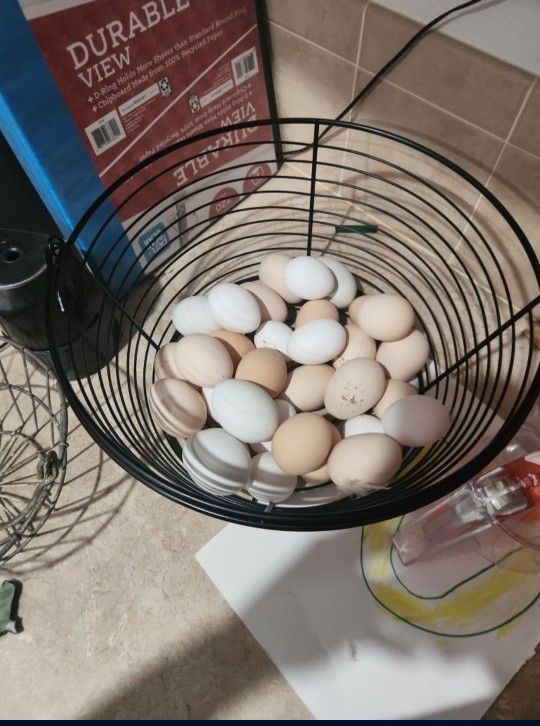 Fresh Eggs
