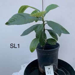 SL1-SL3- Big Jim Loquat Tree