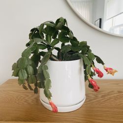 Potted Christmas Cactus 