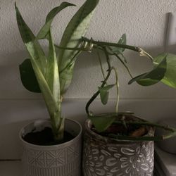 Variety Of Ceramic Pots 🪴 *Pls Read Description*