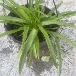 Spider Plant $5