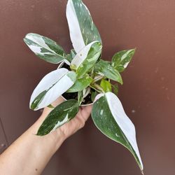4” White Princess Philodendron W/ Pink