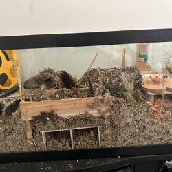 Hamster Cage/ Aquarium 